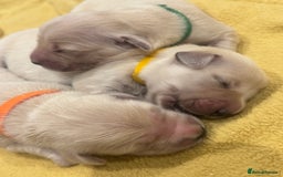 Golden Retriever dogs for sale: 7 beautiful Golden Retriever puppies  - Image 7