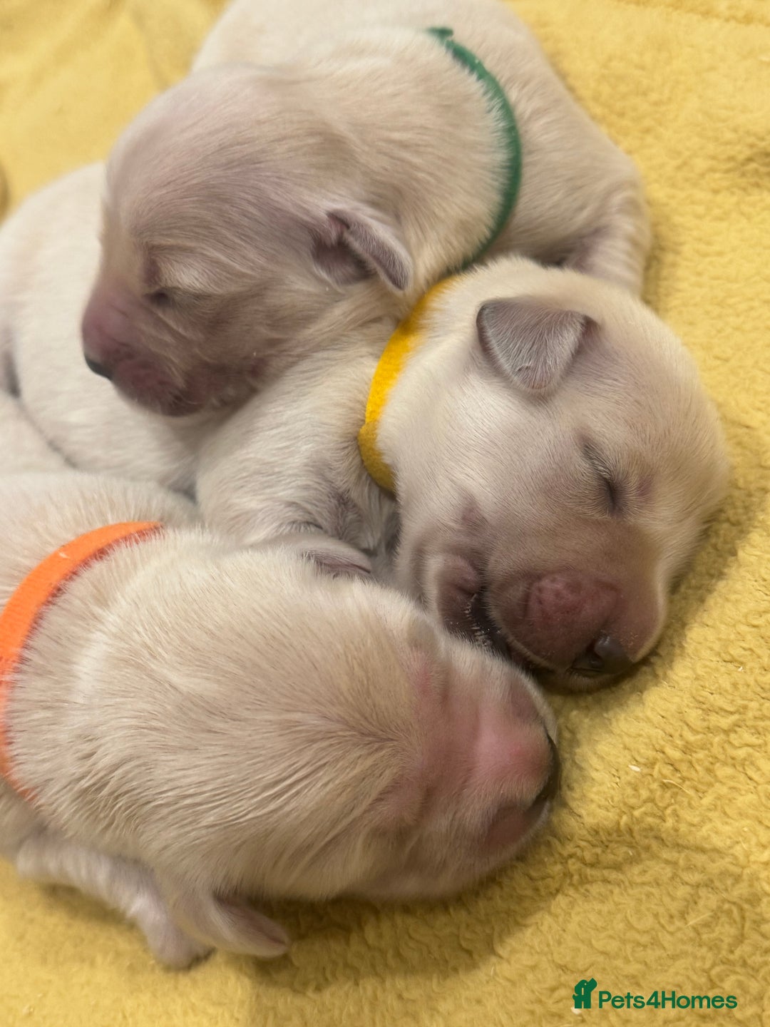 Golden Retriever dogs for sale: 7 beautiful Golden Retriever puppies  - Image 7