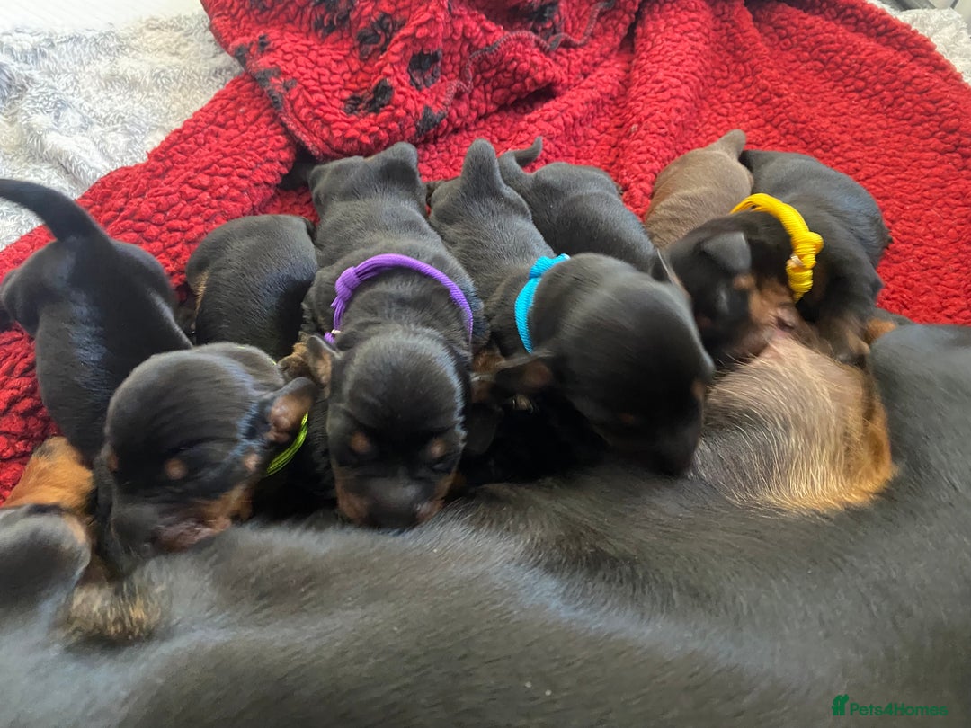 Miniature Dachshund dogs for sale: YOUR FOREVER COMPANION AWAITS  - Image 6