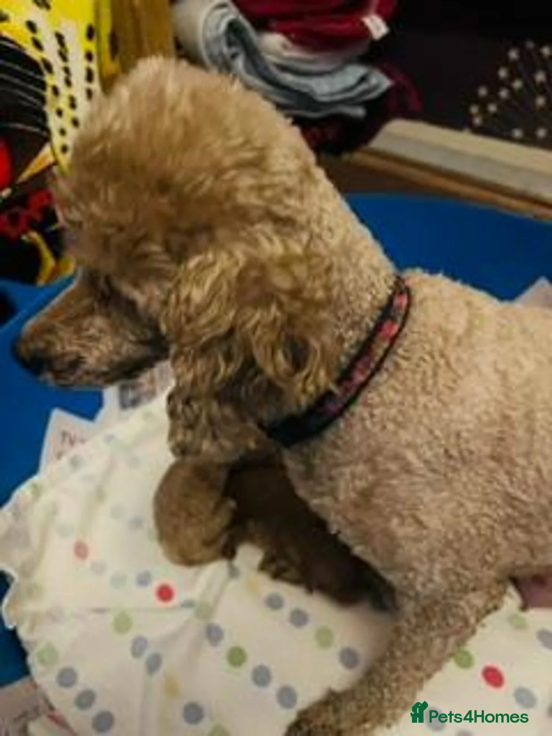 Toy Poodle dogs for sale: lyncham toy poodles - Advert 1