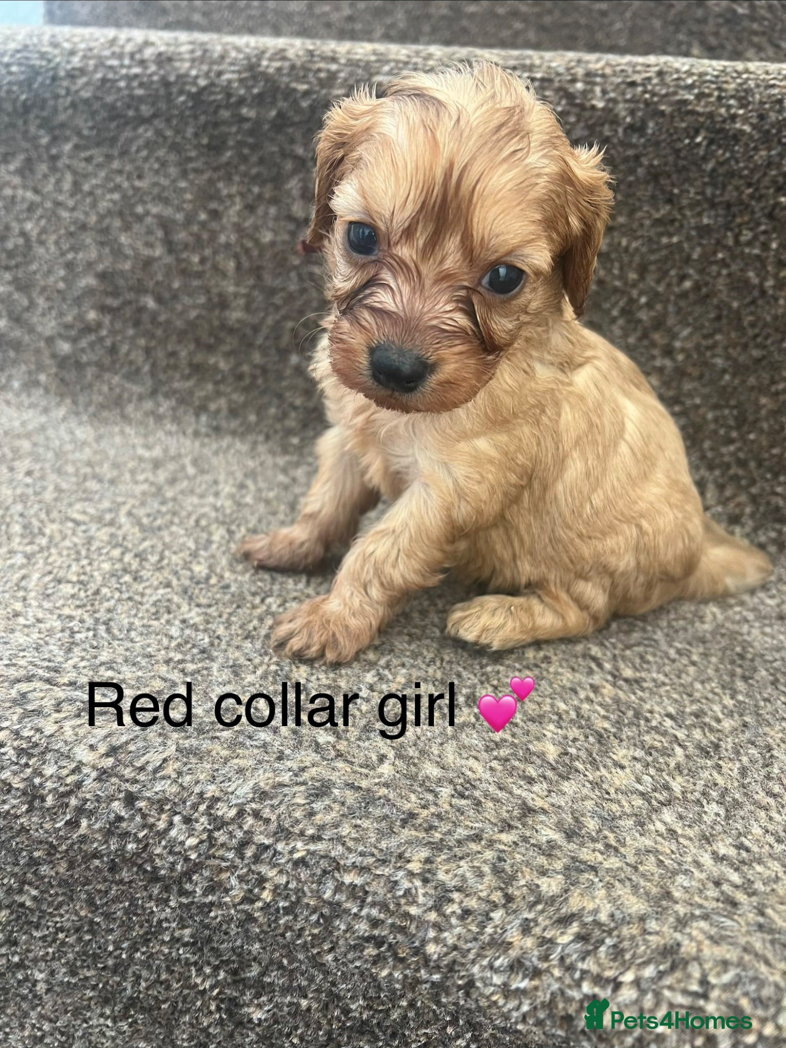 Cavapoo dogs Health tested cavapoos ready 19th August 💙💕 - Advert 2