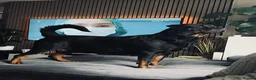 Rottweiler dogs for sale: Pure Rottweiler for Sale  - Advert 6