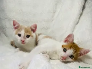Mixed Breed cats 2 Adorable Male Kittens Ready For Their New Home🏡 - Advert 12