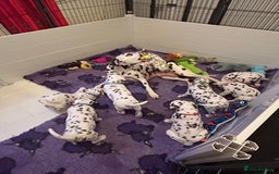 Dalmatian dogs for sale: This is an all liver litter of Dalmatian puppies - Advert 1