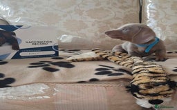 Miniature Dachshund dogs for sale: Miniature dachshund puppies - Image 18