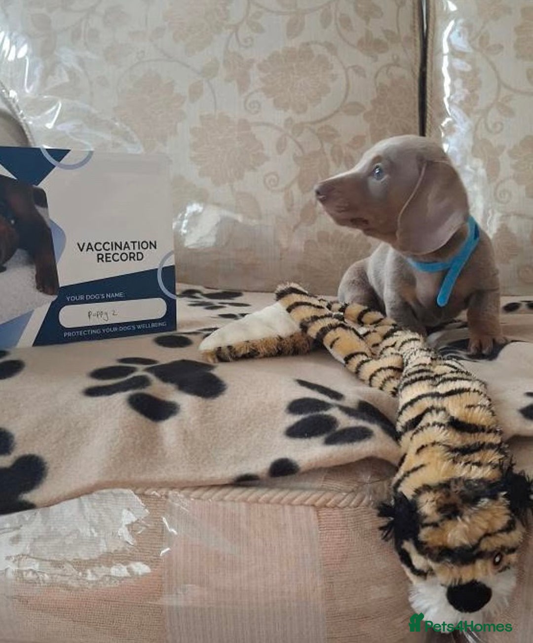 Miniature Dachshund dogs for sale: Miniature dachshund puppies - Image 18