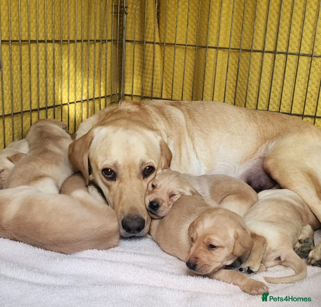 Labrador Retriever dogs for sale: Golden Retriever puppies - Advert 1