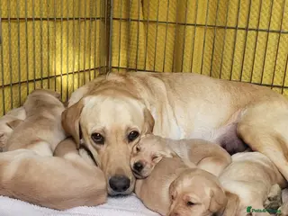 Labrador Retriever dogs Golden Retriever puppies - Advert 3