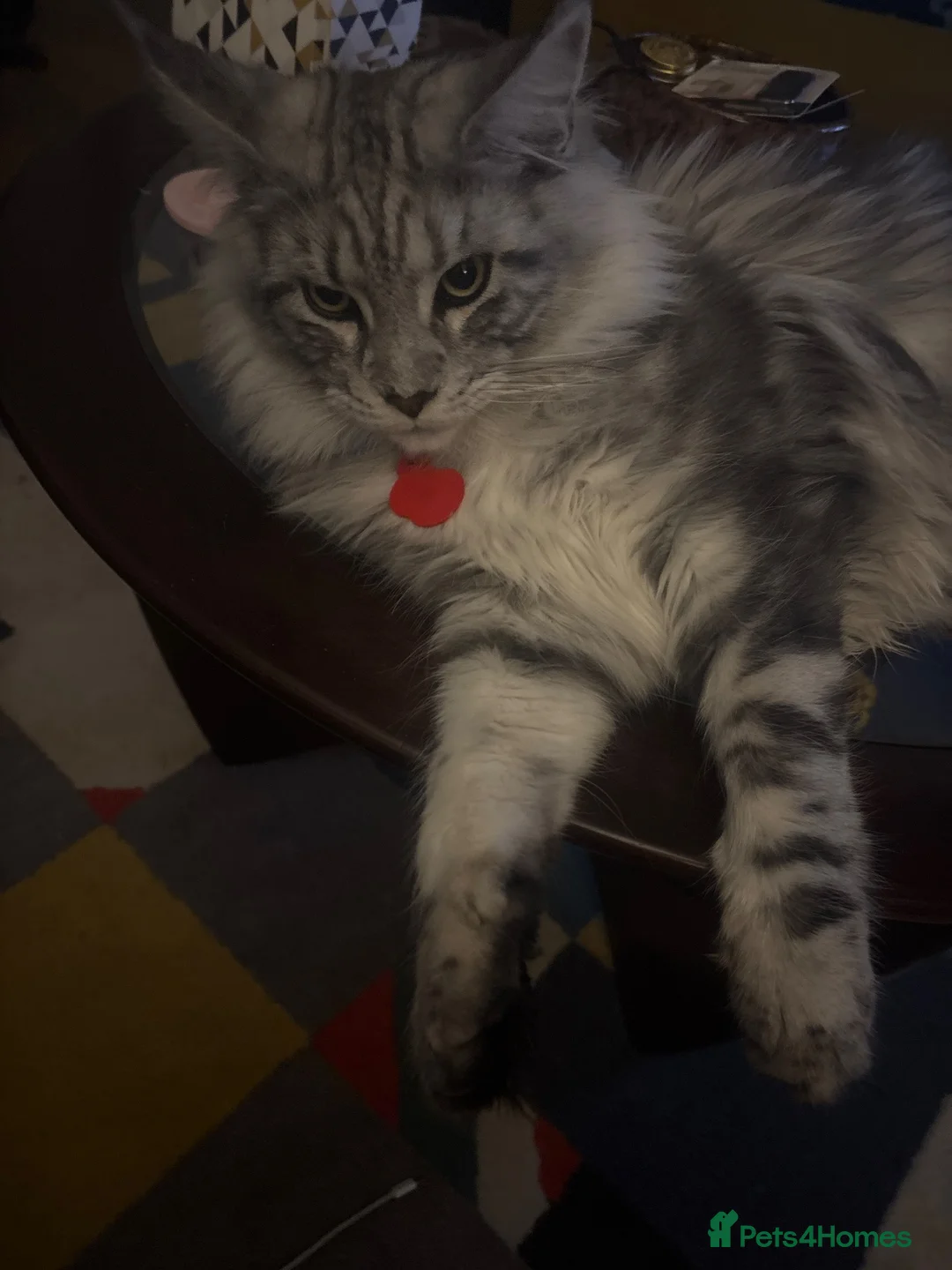 Maine Coon cats for stud: Russian XL main coon in Normanton - Advert 4