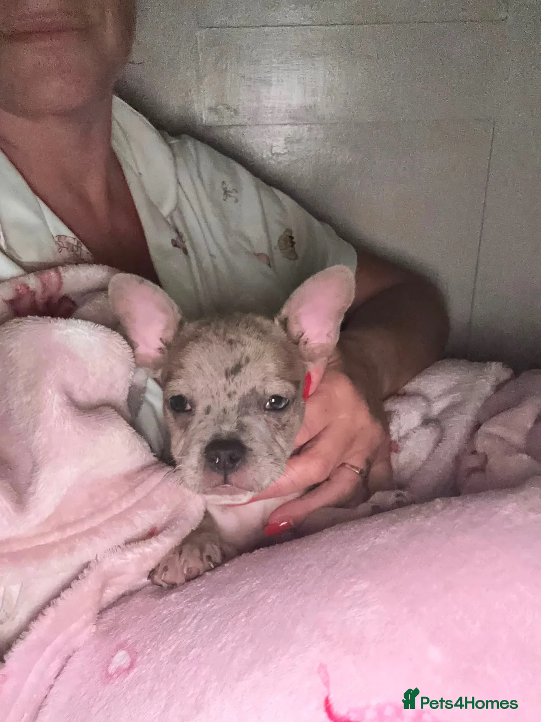 Mixed Breed dogs for sale: Male French bulldog cross pocket bully  in Crowborough - Advert 2