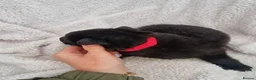 German Shepherd dogs for sale: German shepherd pups in HULL - Advert 21