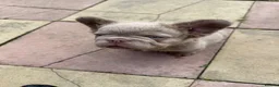 French Bulldog dogs for sale: New shade french bull dog visual fluffy +c2 - Advert 4