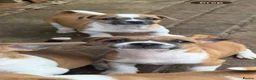 Jack Russell dogs for sale: Jack Russell puppies for sale - Advert 2