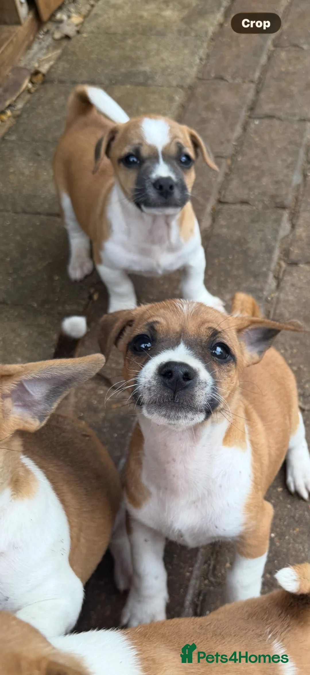 Jack Russell dogs for sale: Jack Russell puppies for sale - Advert 2