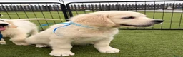 Golden Retriever dogs for sale: Kc registered health tested parents  - Advert 34