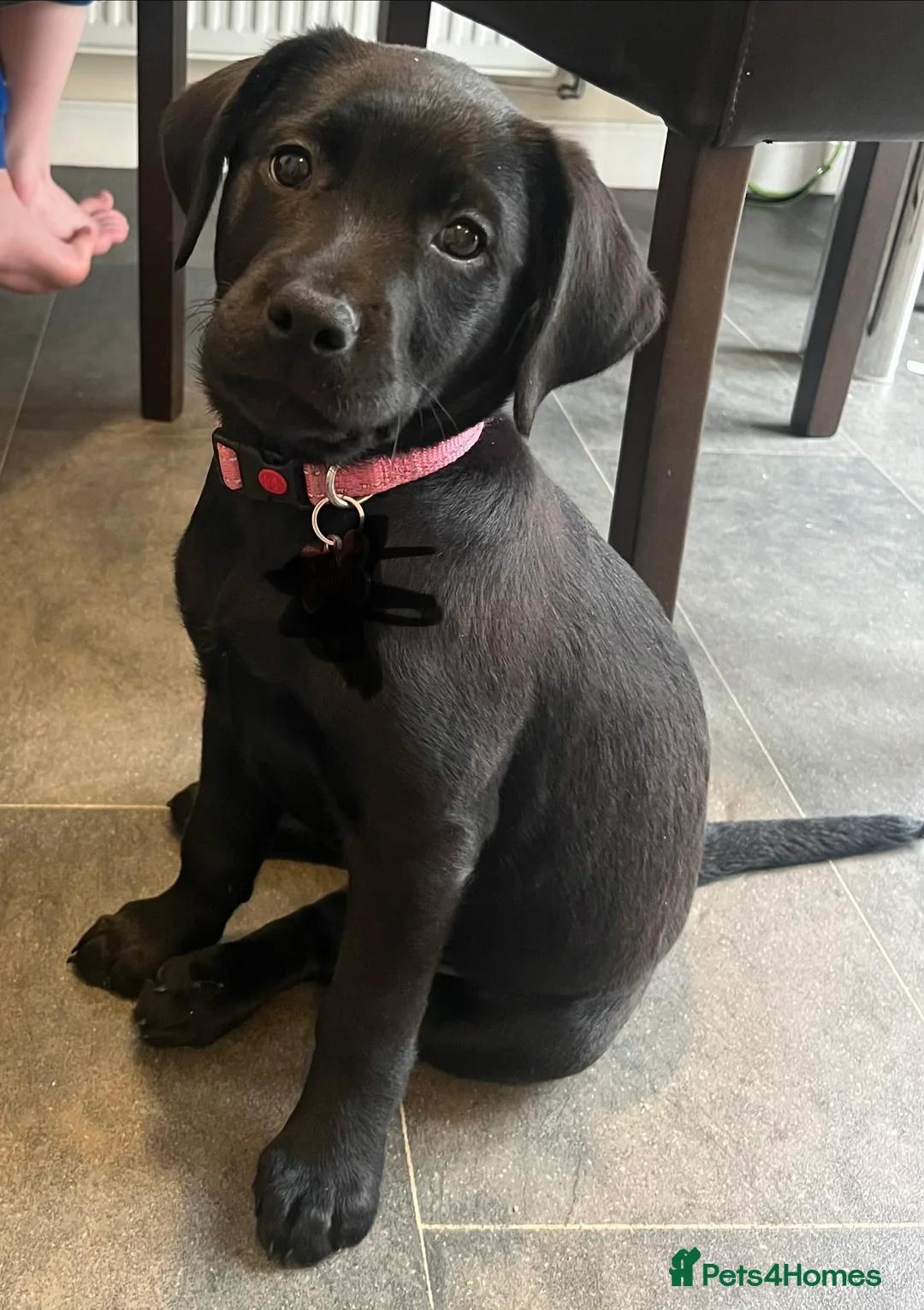 Labrador Retriever dogs for sale: Beautiful lab female  - Advert 2