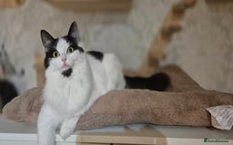 Munchkin cats for sale: Pedigree Munchkin kittens  - Image 31