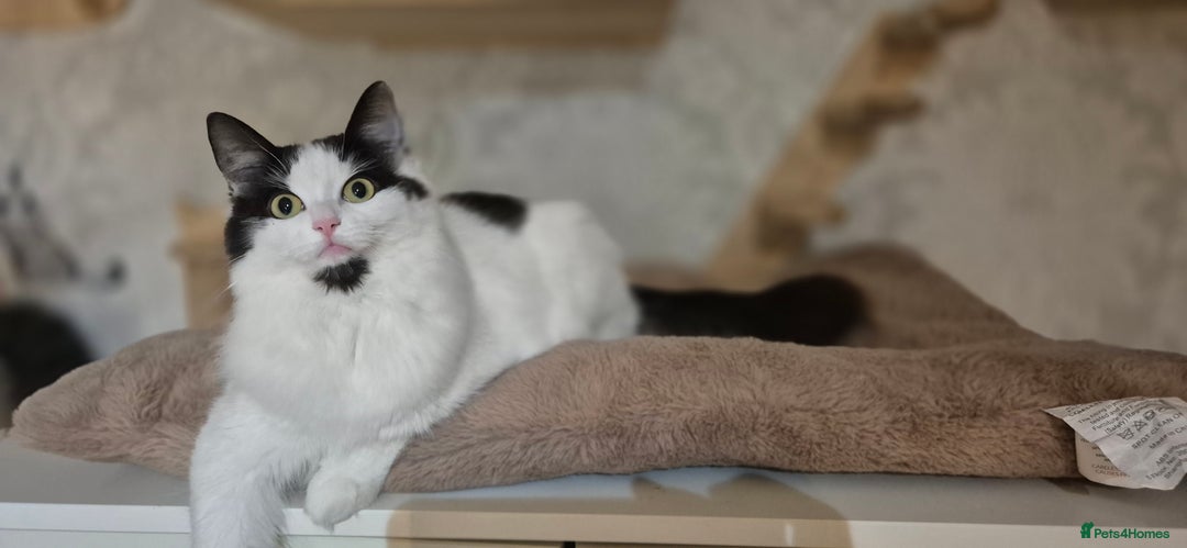 Munchkin cats for sale: Pedigree Munchkin kittens  - Image 31