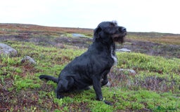 Mixed Breed dogs for sale: German wirehaired pointer x German wirehaired/Lab - Image 26