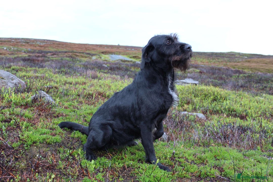 Mixed Breed dogs for sale: German wirehaired pointer x German wirehaired/Lab - Image 26