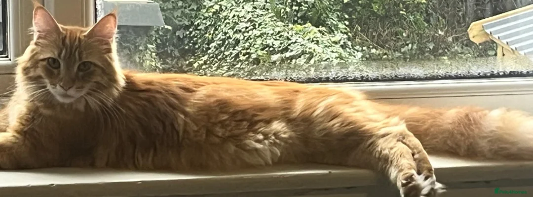 Maine Coon cats for sale: Beautiful Maine Coon kittens  - Advert 1