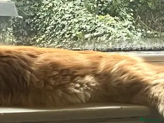 Maine Coon cats Beautiful Maine Coon kittens - Advert 1