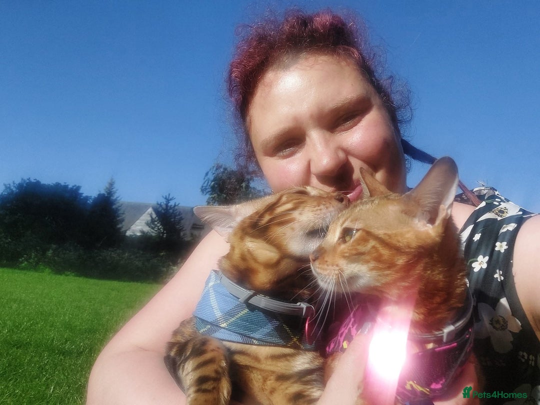 Bengal cats for sale: STUNNING PEDIGREE BENGAL KITTENS  - Image 16