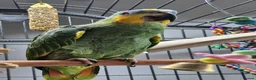 Parrots birds for sale: 8 month old Orange-winged Amazon  in Swansea - Advert 4
