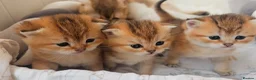 Scottish Fold cats for sale: Pedigree😻SF TICA registered😻kittens😻 - Advert 16