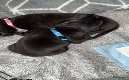 Mixed Breed dogs for sale: 1 female  - Image 1