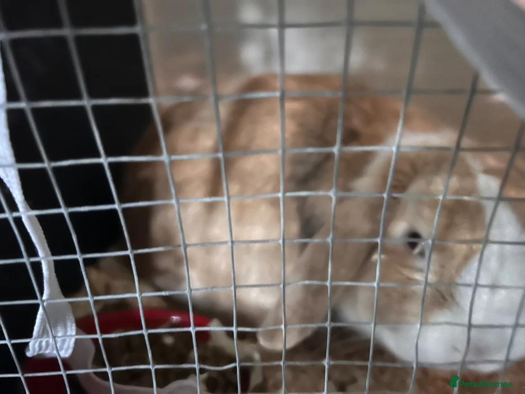 Dwarf Lop rabbits for sale: Mini lop male - Advert 4