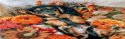 Miniature Dachshund dogs for stud: Mini Dachshund IVDD Screened Black & Tan Stud - Advert 3