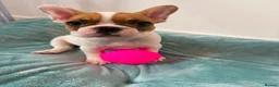 French Bulldog dogs for sale: Last 3 Girls left! Ready to leave!  - Advert 6