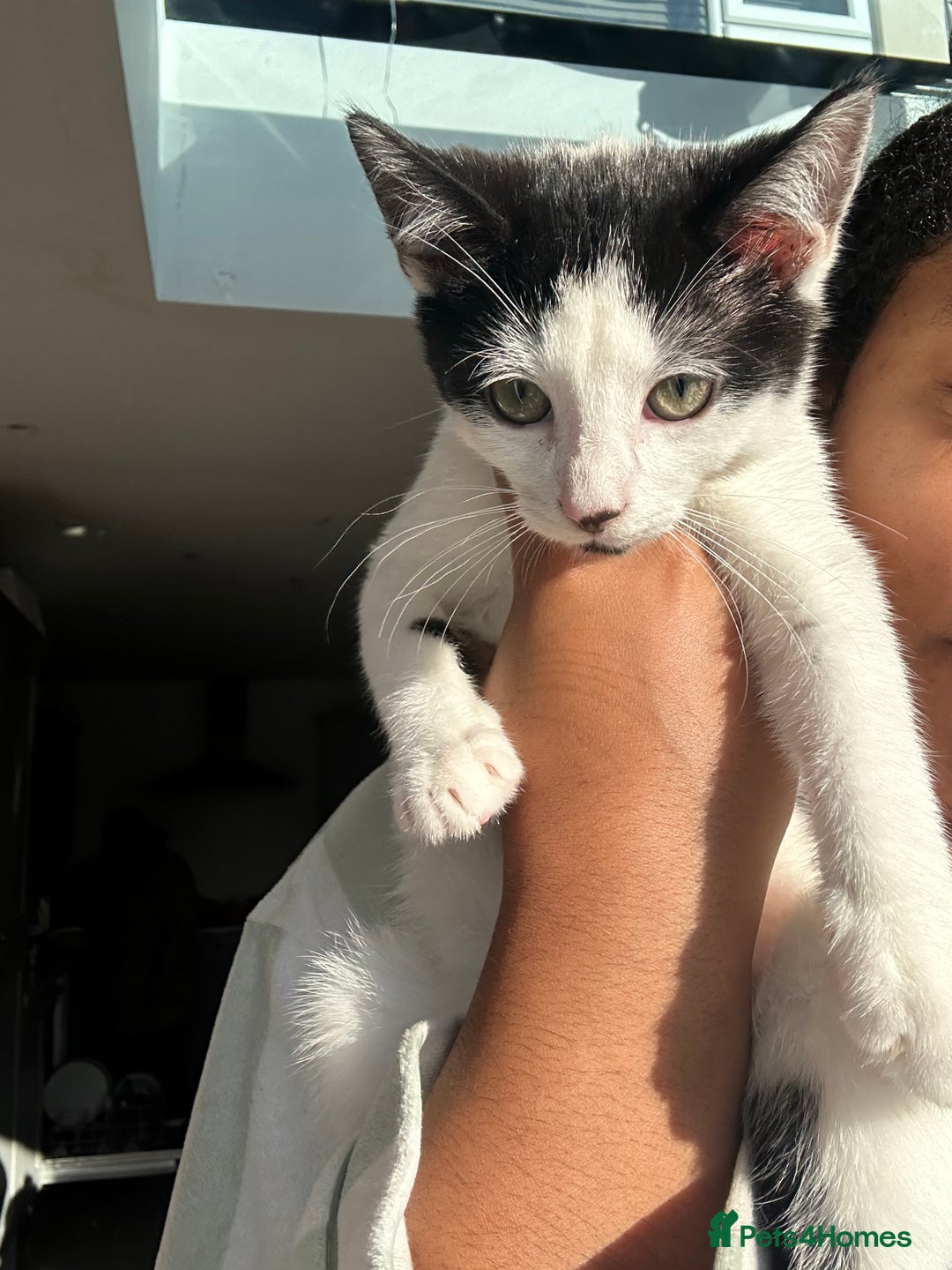 Bombay cats for sale: Adorable Kittens for Sale — Born on 18/08/2025 - Advert 5