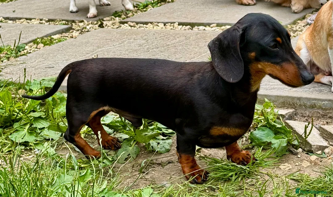Miniature Dachshund dogs for adoption: JERRY – Miniature Dachshund in Caterham - Advert 7