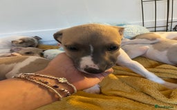 Whippet dogs for sale: Whippet pups  - Image 21