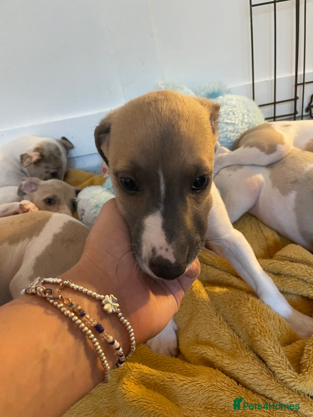 Whippet dogs for sale: Whippet pups  - Image 21