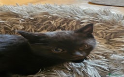 Mixed Breed cats for sale: 3 playful kittens  - Image 19
