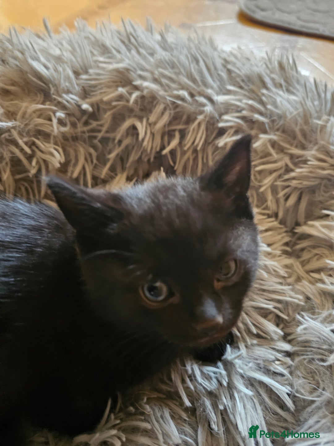 Mixed Breed cats for sale: 3 playful kittens  - Image 19