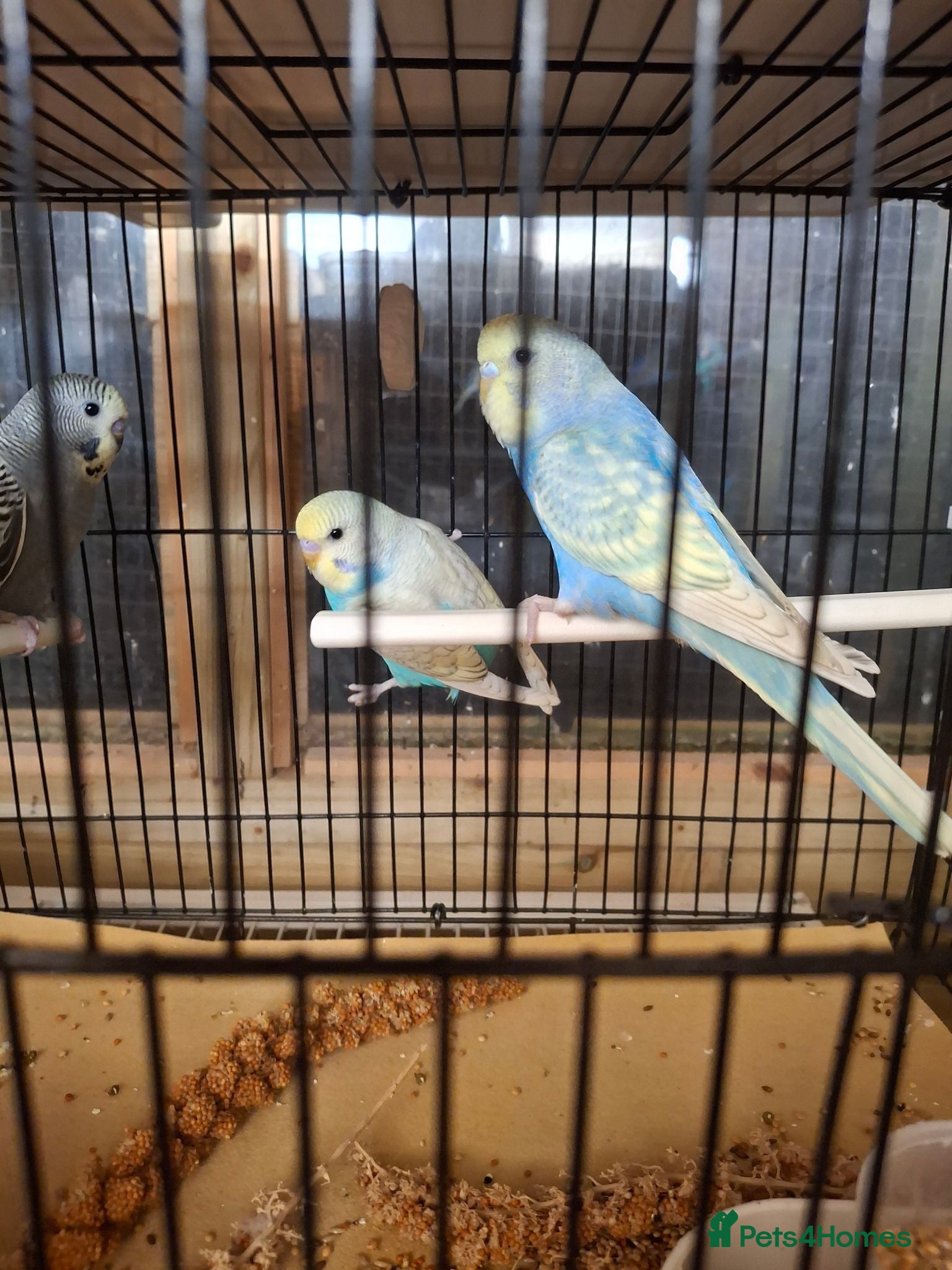 Budgerigars birds Baby budgies  - Advert 3