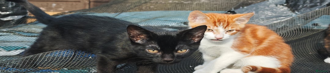 Mixed Breed Kitten 2