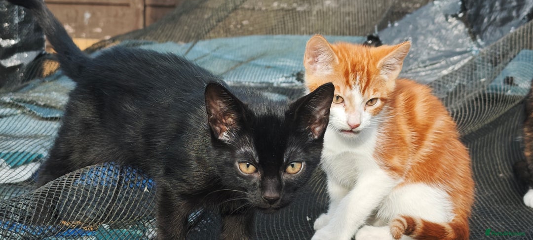 Mixed Breed cats for sale: kittens gorgeous kittens for sale  - Image 4