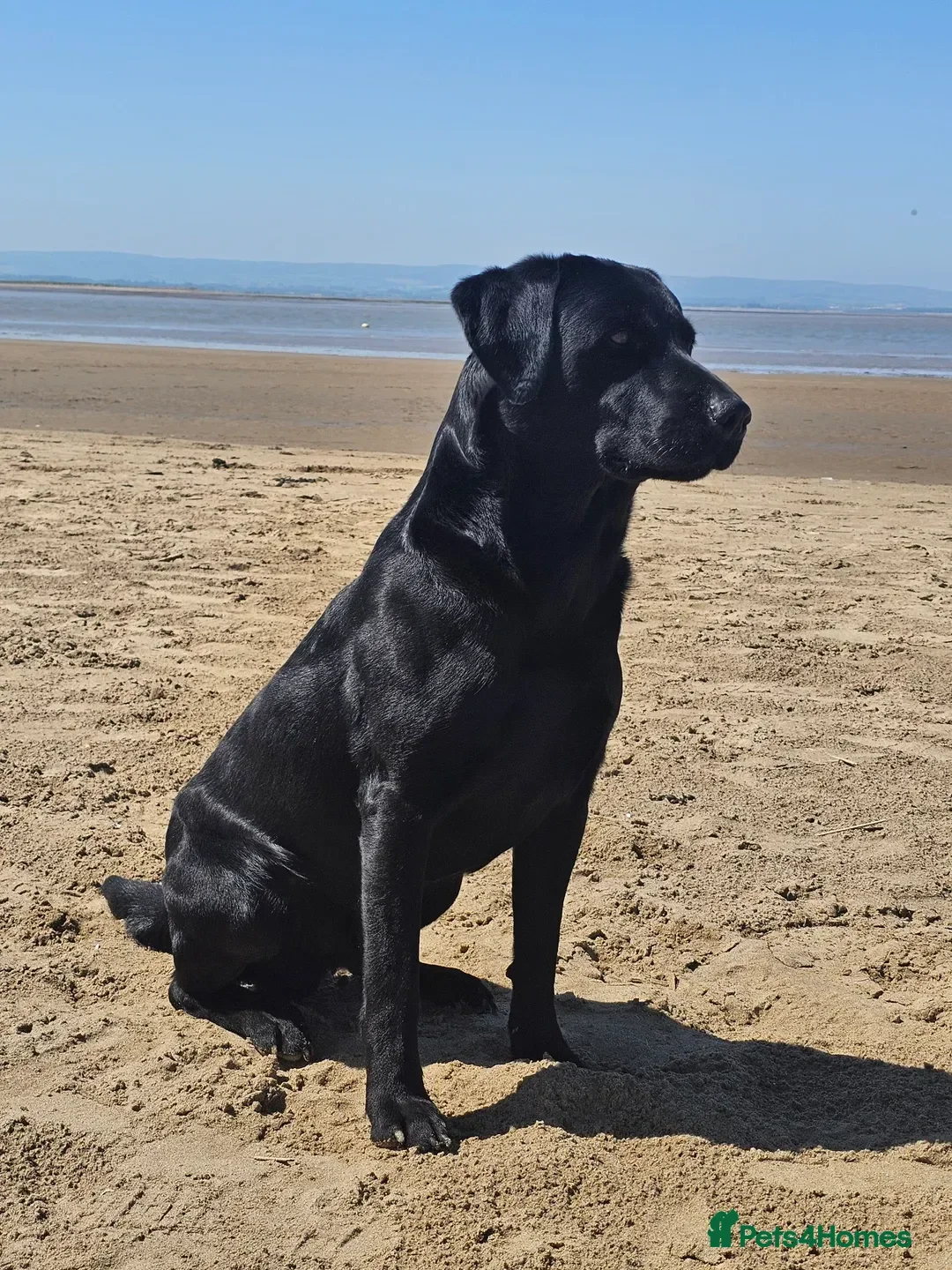 Labrador Retriever dogs for sale: Stunning litter of KC black labradors - Advert 2