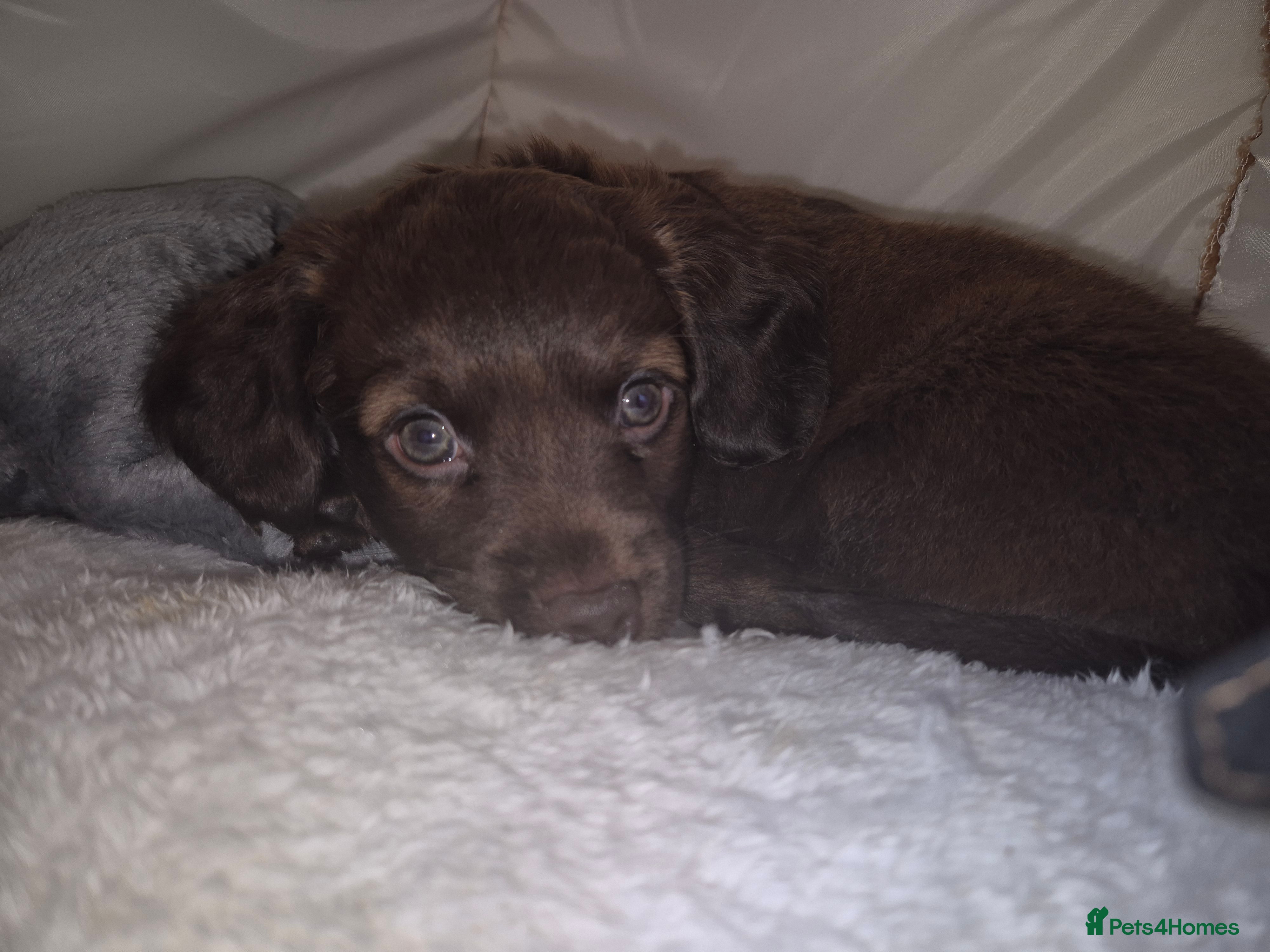 Mixed Breed dogs 1 male puppy  - Advert 13