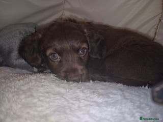 Mixed Breed dogs 1 male puppy - Advert 13