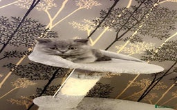 British Shorthair cats for sale: BSH GCCf kittens 1 male 1 female - Image 5