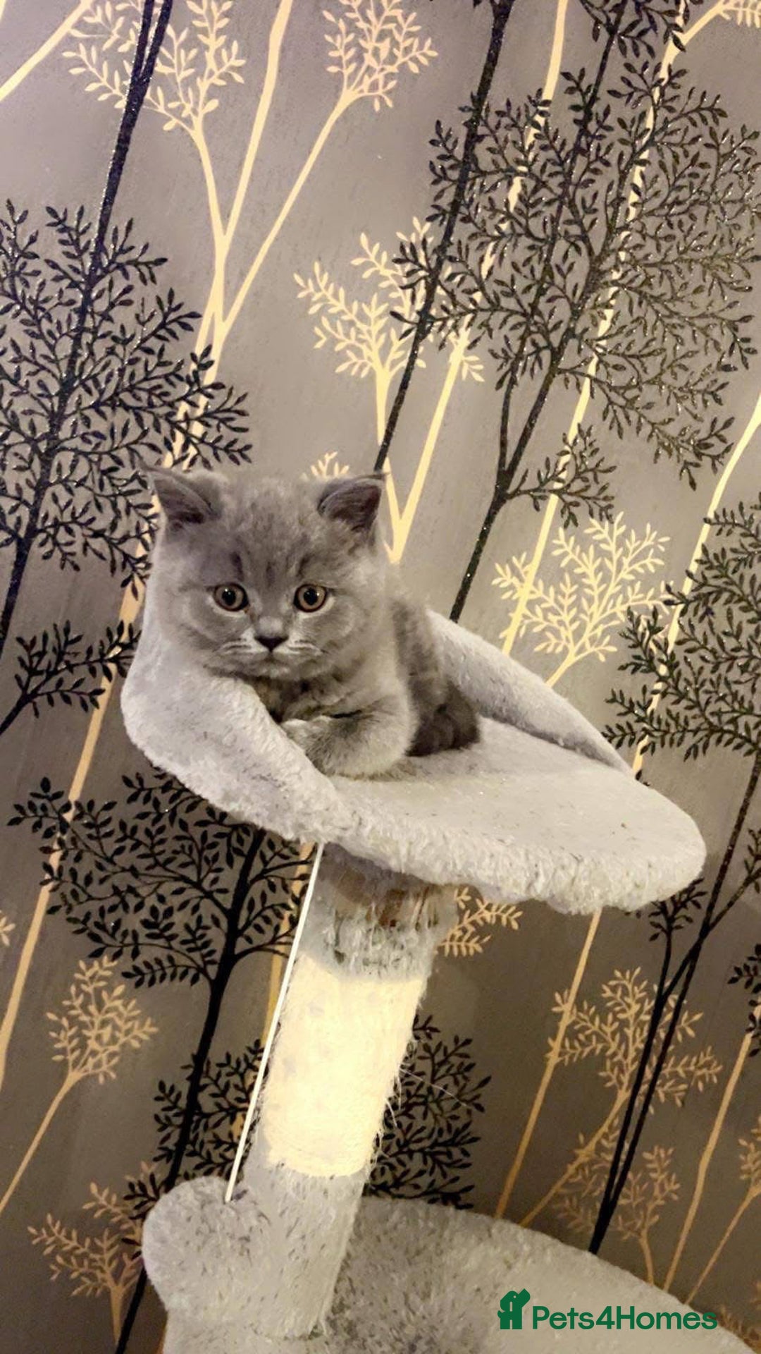 British Shorthair cats for sale: BSH GCCf kittens 1 male 1 female - Image 5