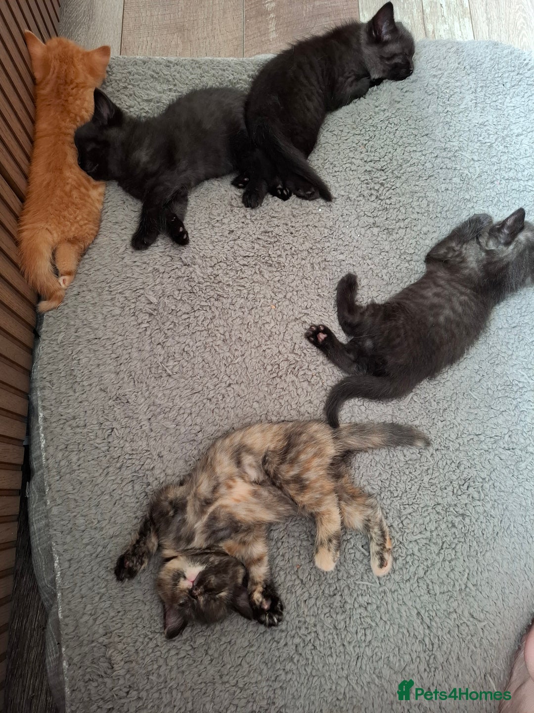 Mixed Breed cats for sale: 2 Cute Male BSH X Kittens - Image 7