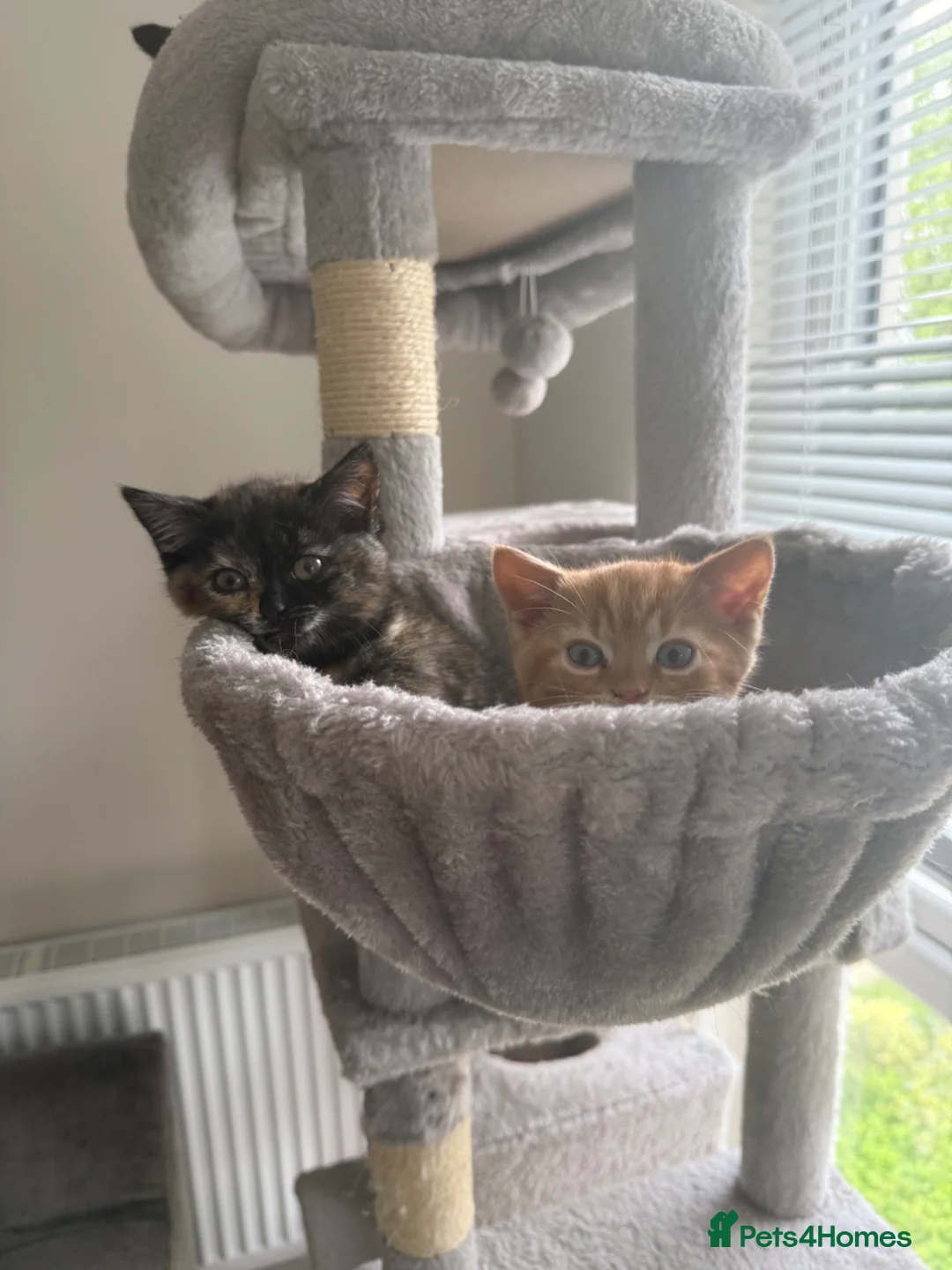 Mixed Breed cats for sale: Beautiful Kittens for Sale - Advert 1
