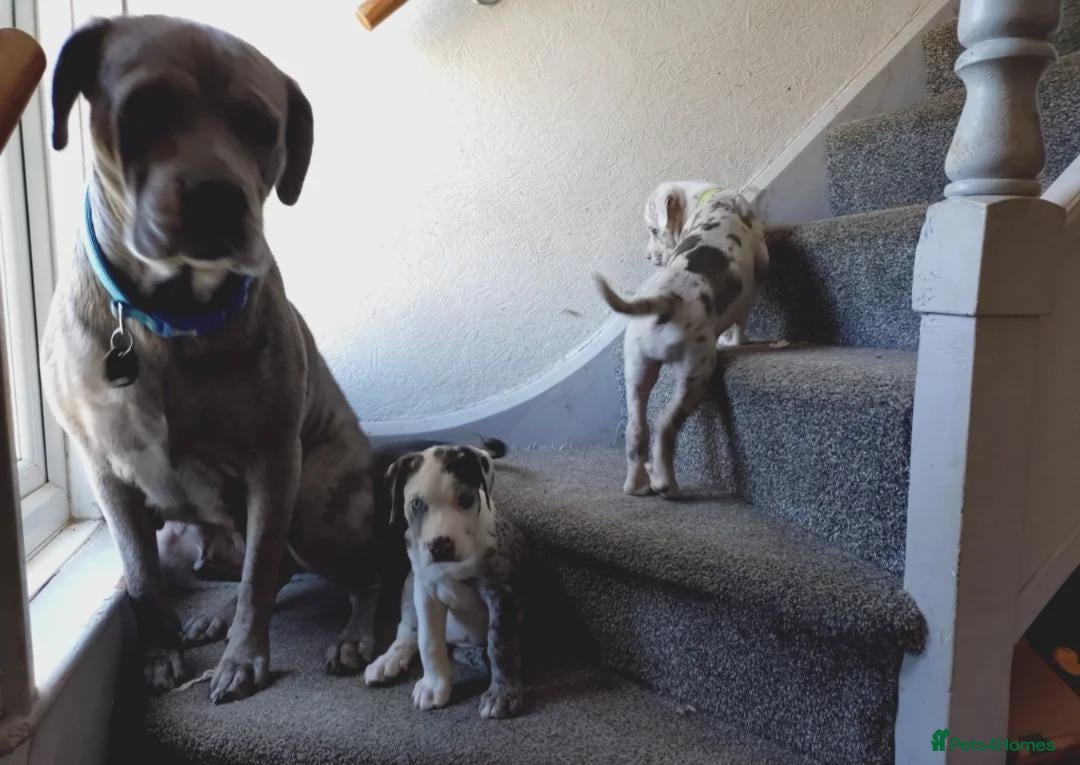Cane Corso dogs for sale: ane Corso Puppies Seeking Forever Homes - Advert 5
